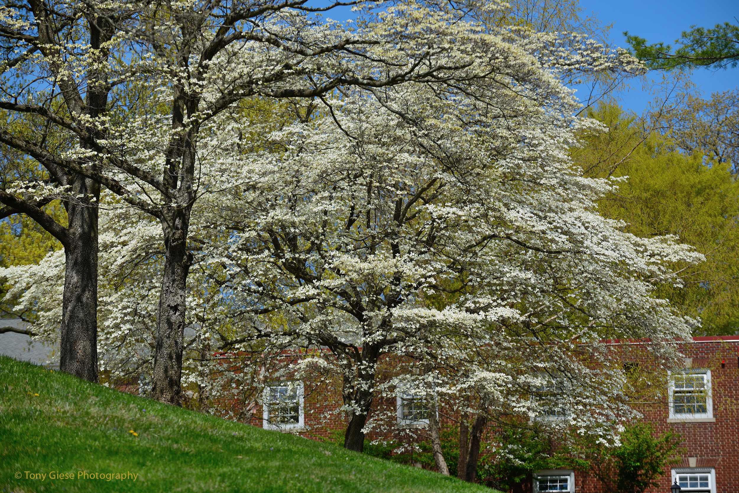 Valley Forge Dogwood Trees are in blosson adding beauty and interest to any landscape.
