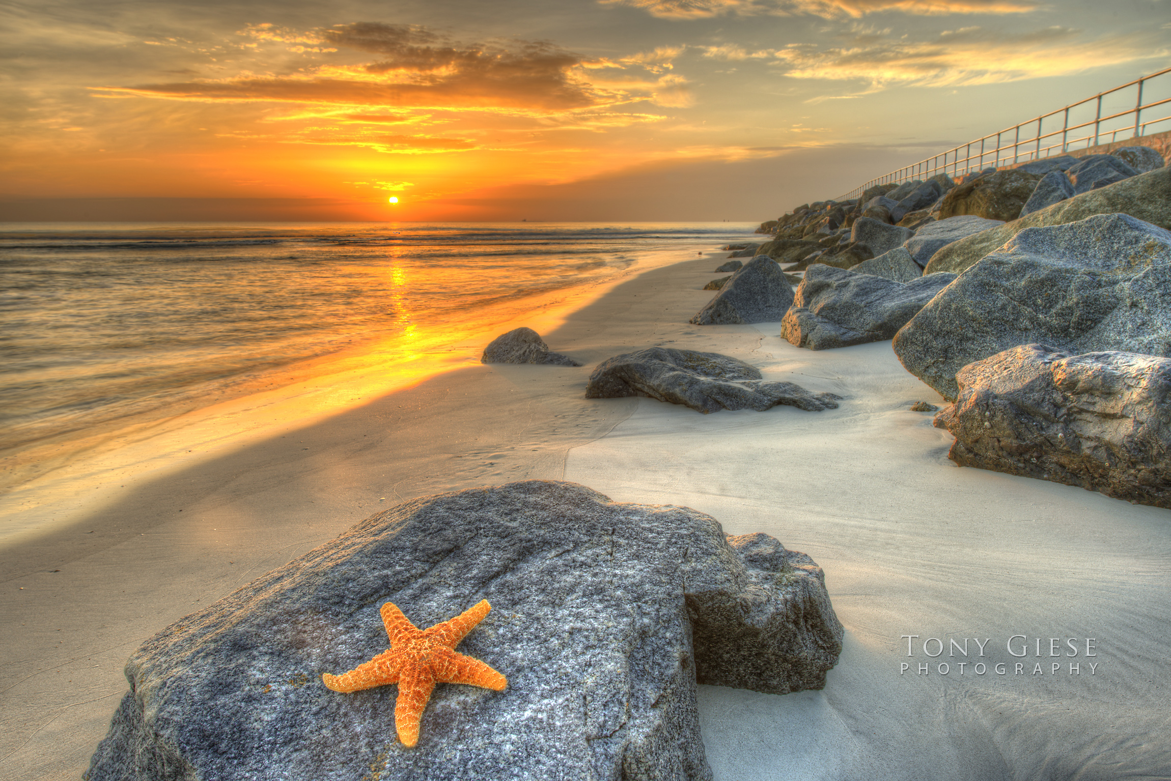Sunrise starfish on Ponce Inlet jetty Florida.