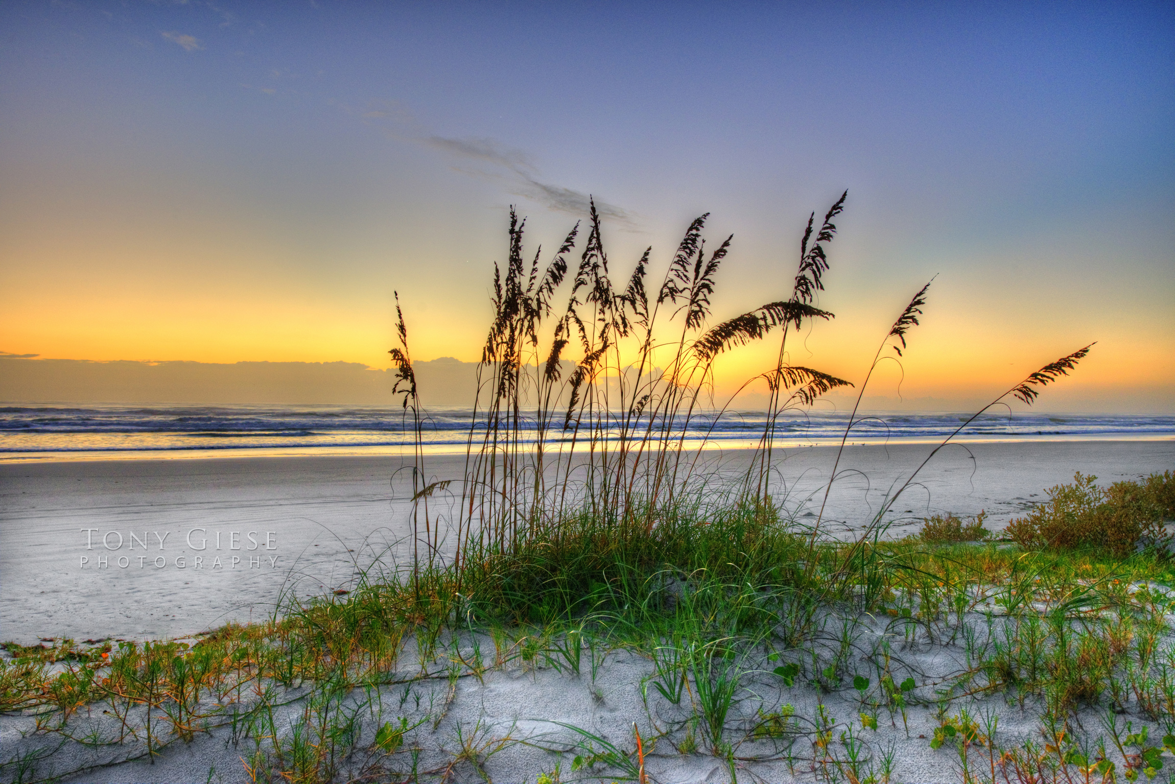 Florida beaches have a symbol, it’s the sea oat. Photography by Tony Giese.
