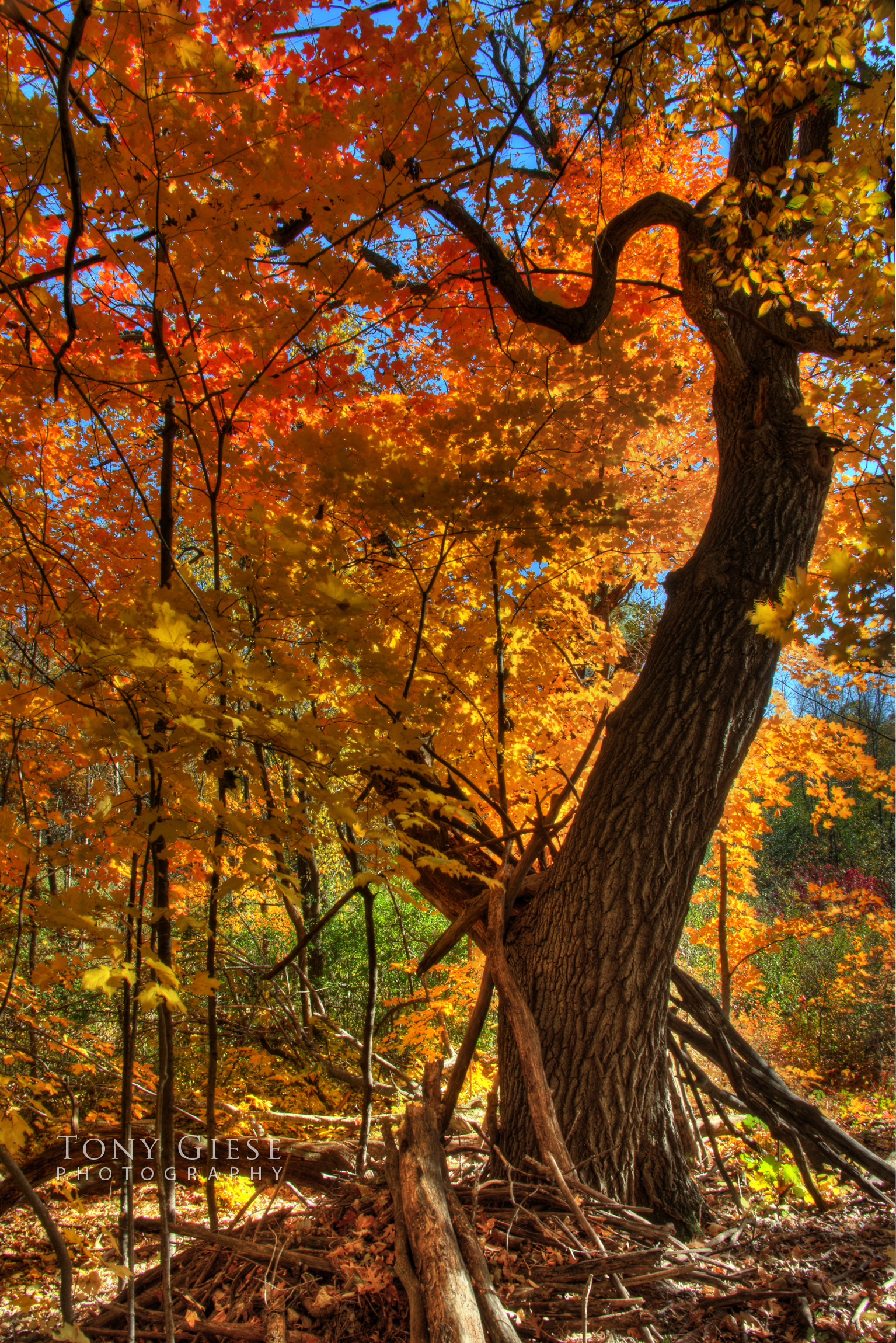 Old tree with it's fallen branches and gorgeous fall colors, Elm Creek Park Reserve, Maple Grove, Minnesota. Photo by Tony Giese Photography.