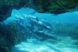 underwaterdolphins